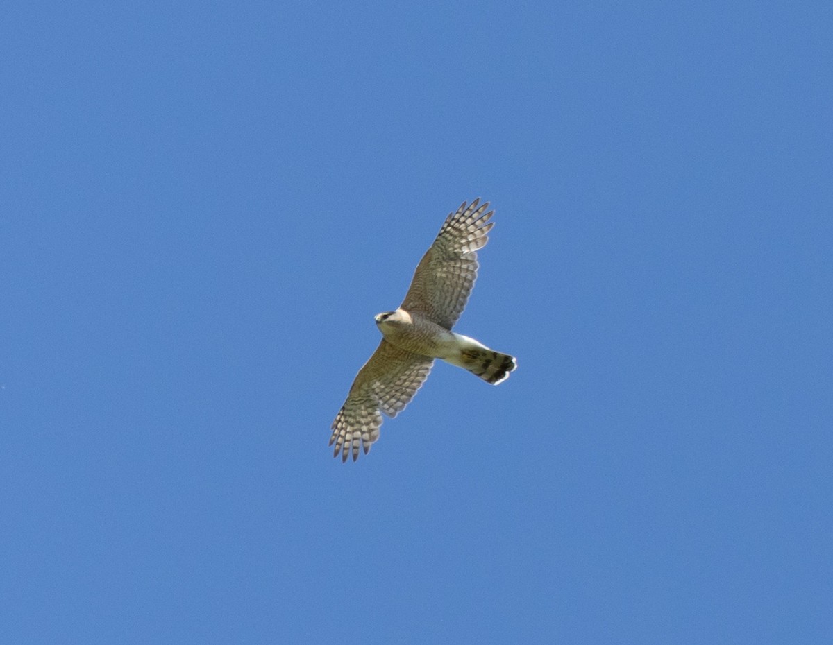 Cooper's Hawk - Jean Crépeau