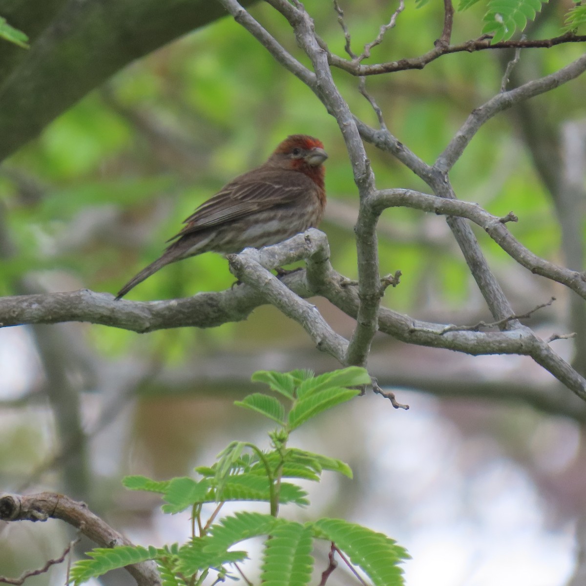 House Finch - Brian Nothhelfer