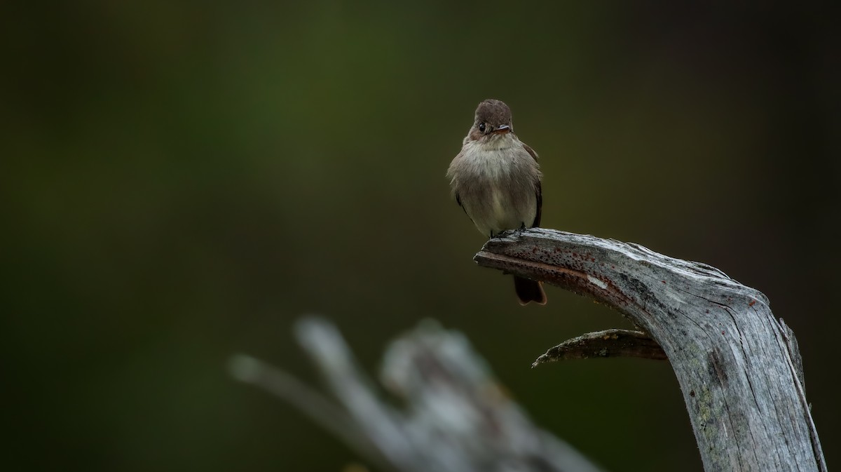 Western Wood-Pewee - Andrew Thomas 🦅🪶