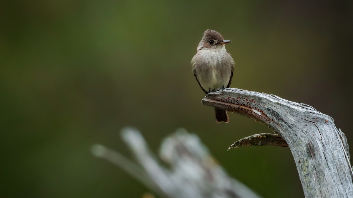 Western Wood-Pewee - Andrew Thomas 🦅🪶