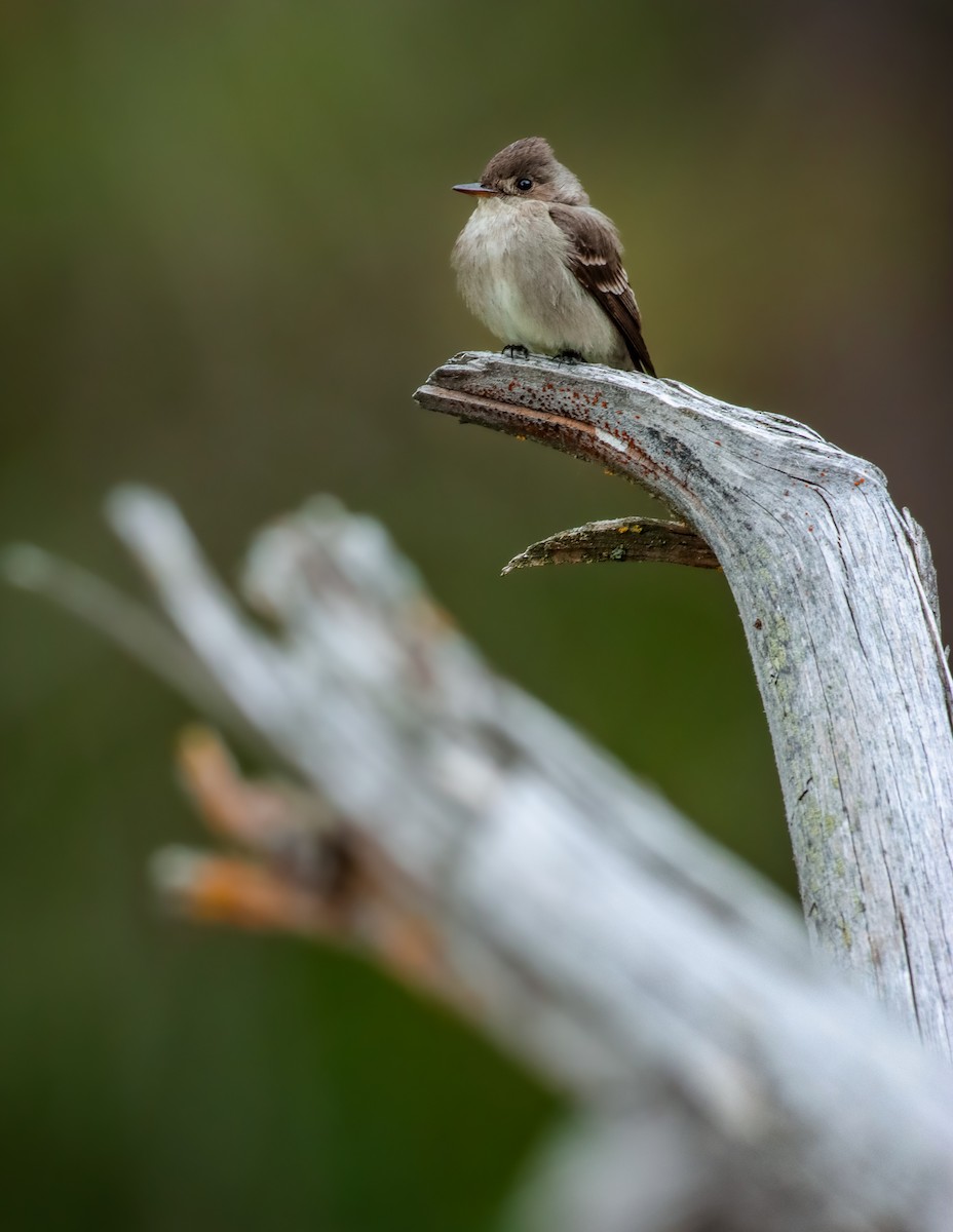 Western Wood-Pewee - Andrew Thomas 🦅🪶