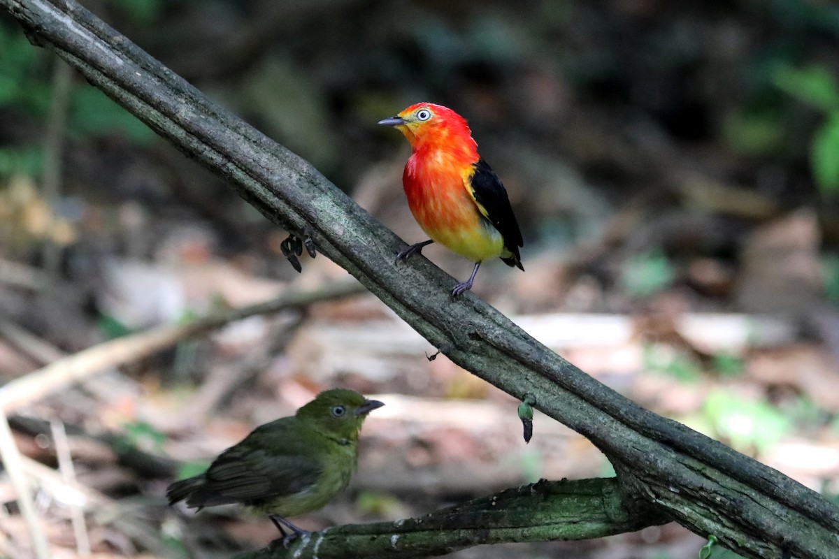 Manakin à queue barrée - ML619587208