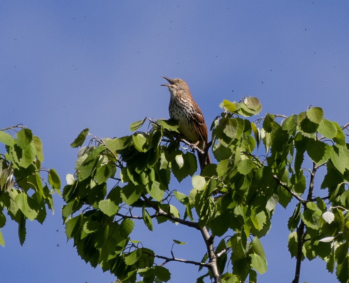 Brown Thrasher - Jean Crépeau