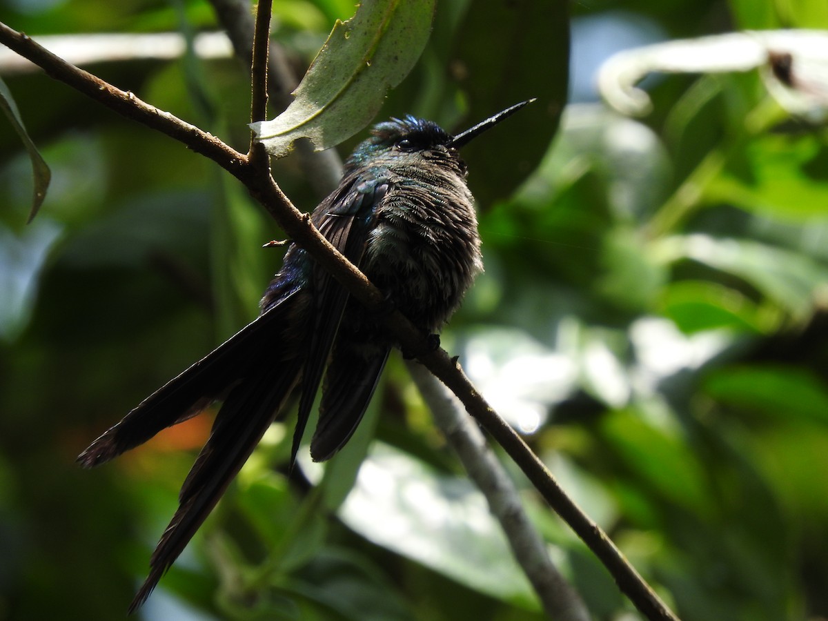 Violet-tailed Sylph - Julio P