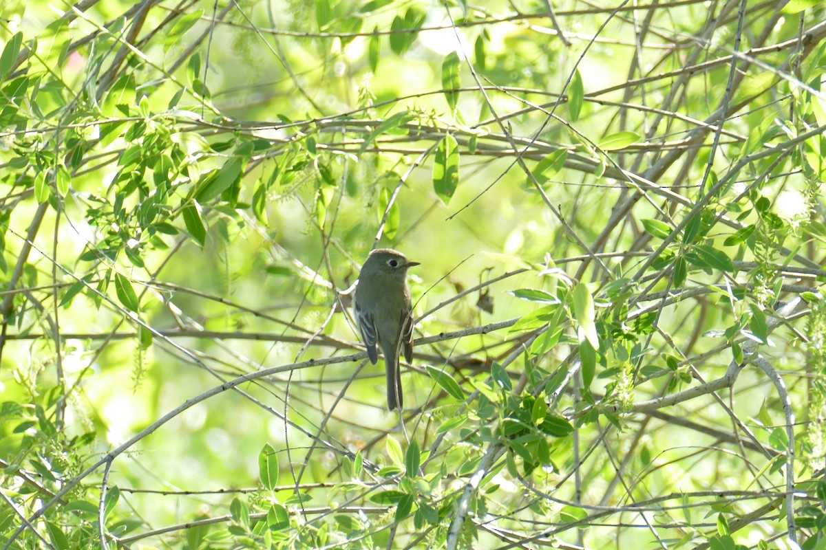 Dusky Flycatcher - Lori Nelson