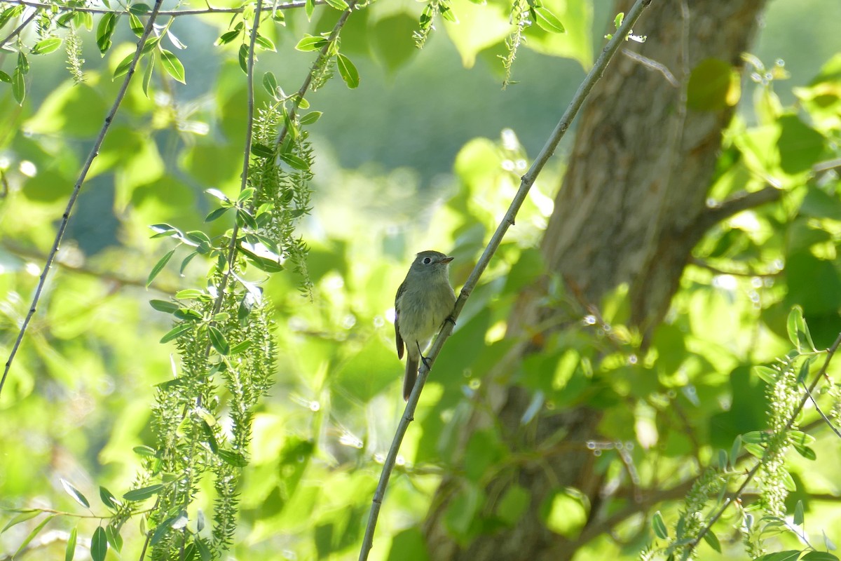 Dusky Flycatcher - Lori Nelson