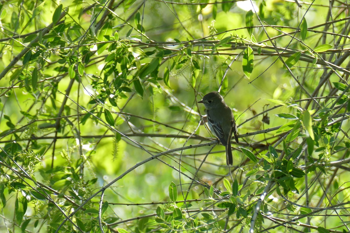 Dusky Flycatcher - Lori Nelson