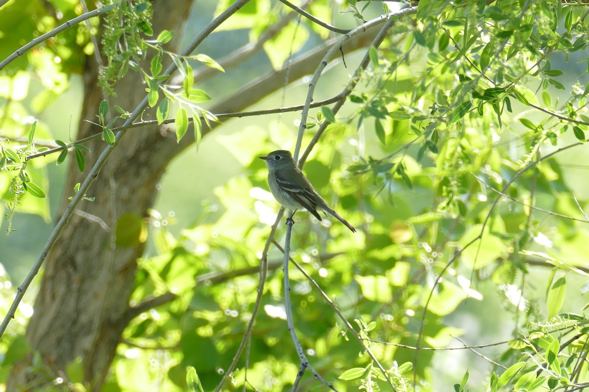 Dusky Flycatcher - Lori Nelson