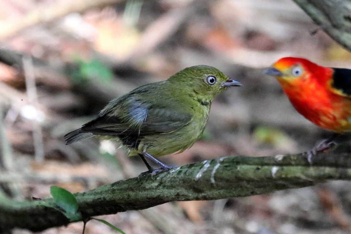 Band-tailed Manakin - Stephen Gast