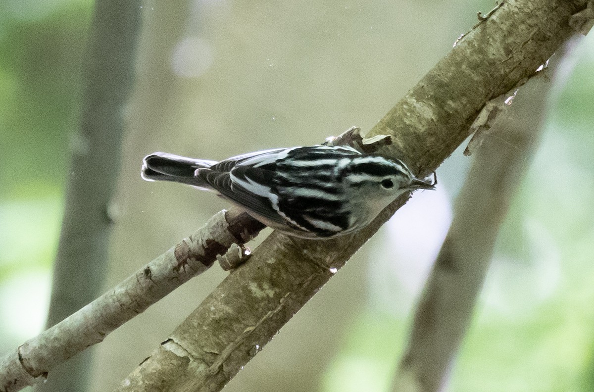 Black-and-white Warbler - Jean Crépeau