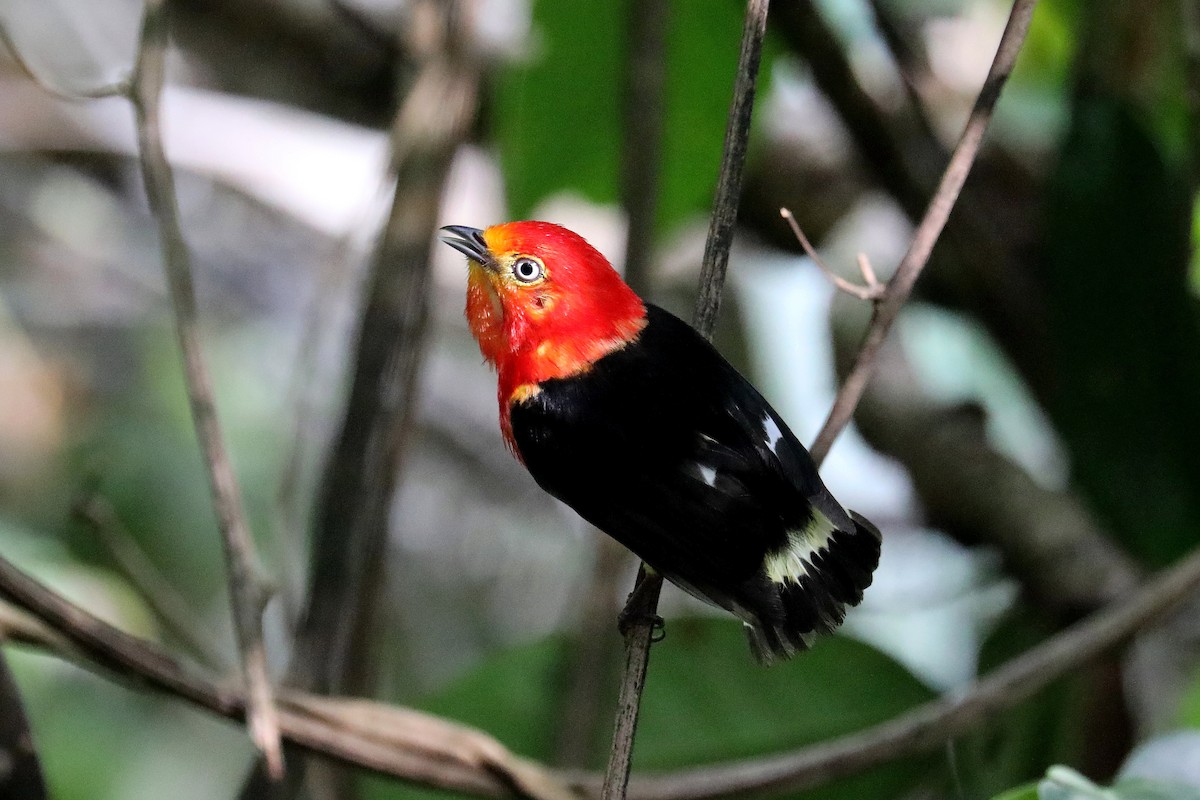 Band-tailed Manakin - Stephen Gast