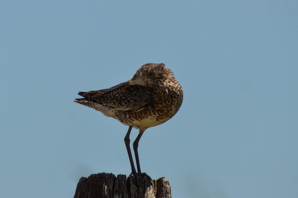 Willet - Nicholas Schomburg