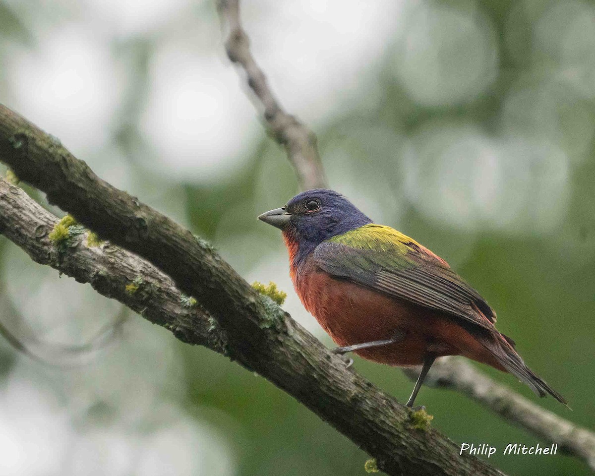 Painted Bunting - Philip Mitchell