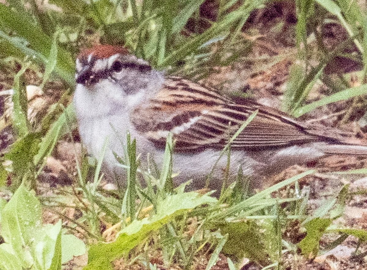 Chipping Sparrow - Lynn Chapman