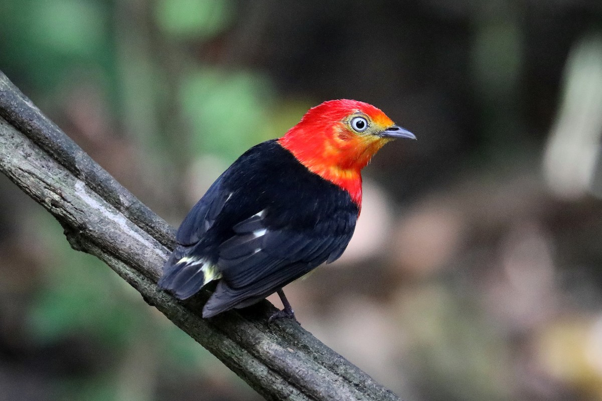 Manakin à queue barrée - ML619587231