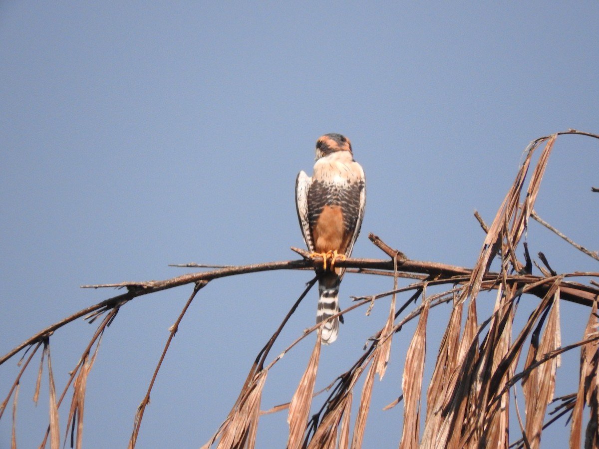 Aplomado Falcon - Roberto Rebeque Junior