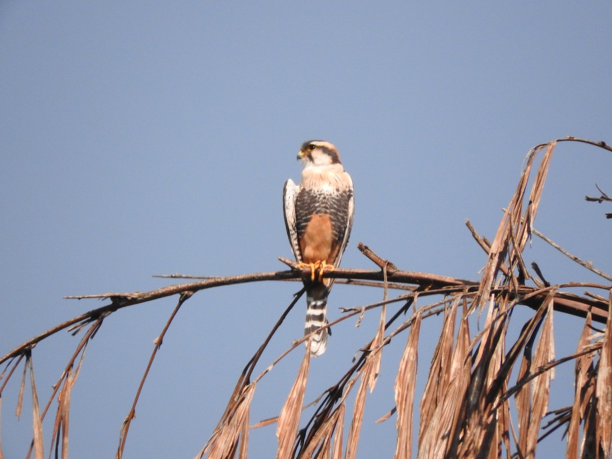 Aplomado Falcon - Roberto Rebeque Junior