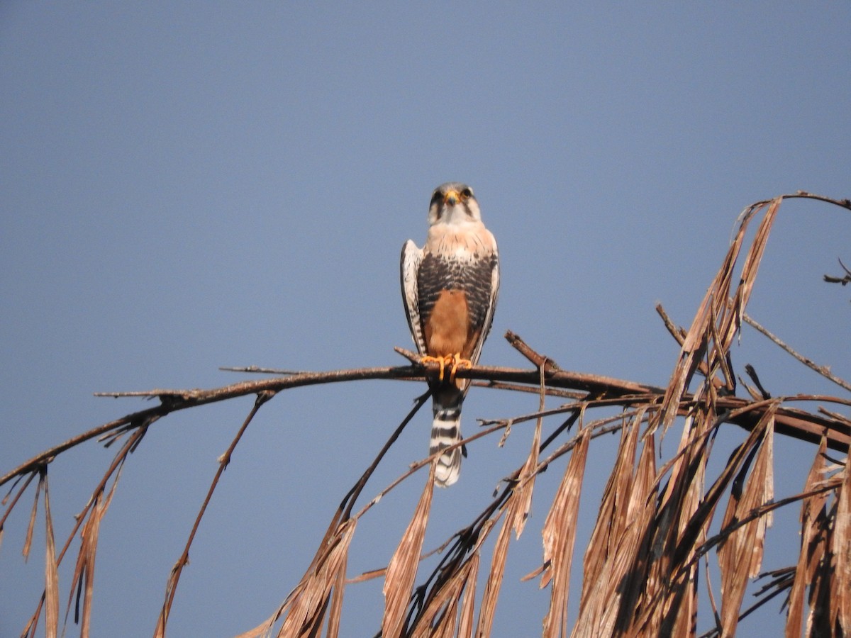 Aplomado Falcon - Roberto Rebeque Junior