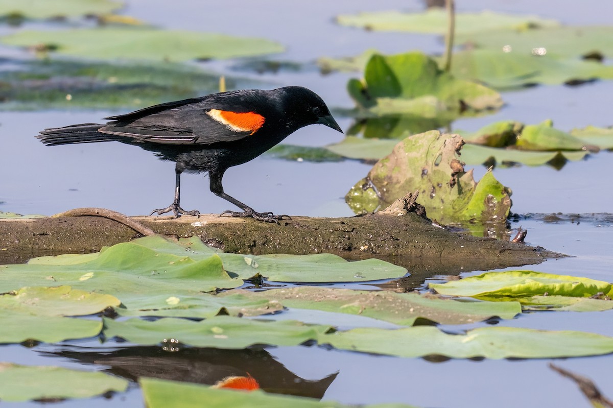 Red-winged Blackbird - James Hoagland