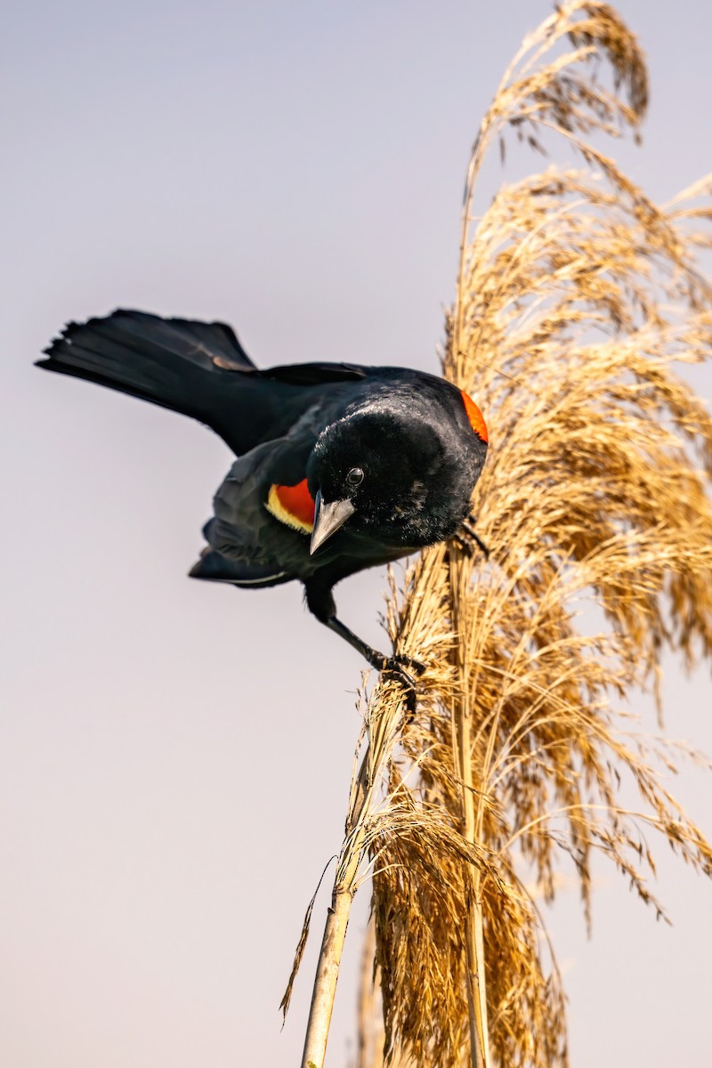 Red-winged Blackbird - James Hoagland