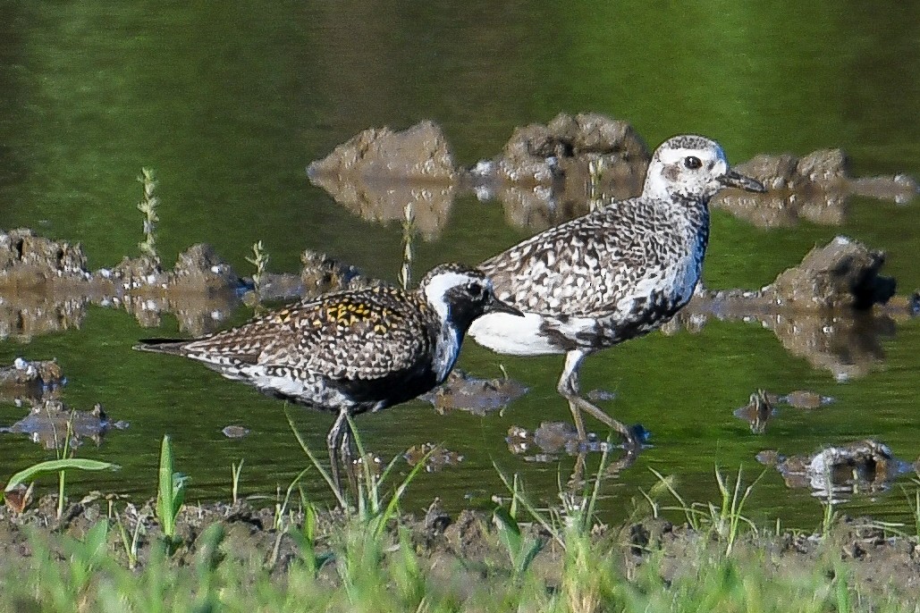 American Golden-Plover - ML619587256