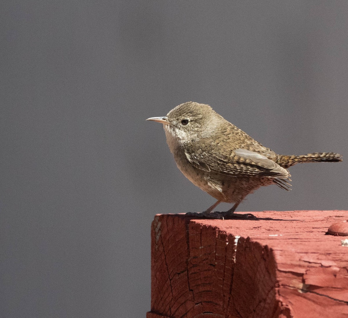 House Wren - Bob Foehring