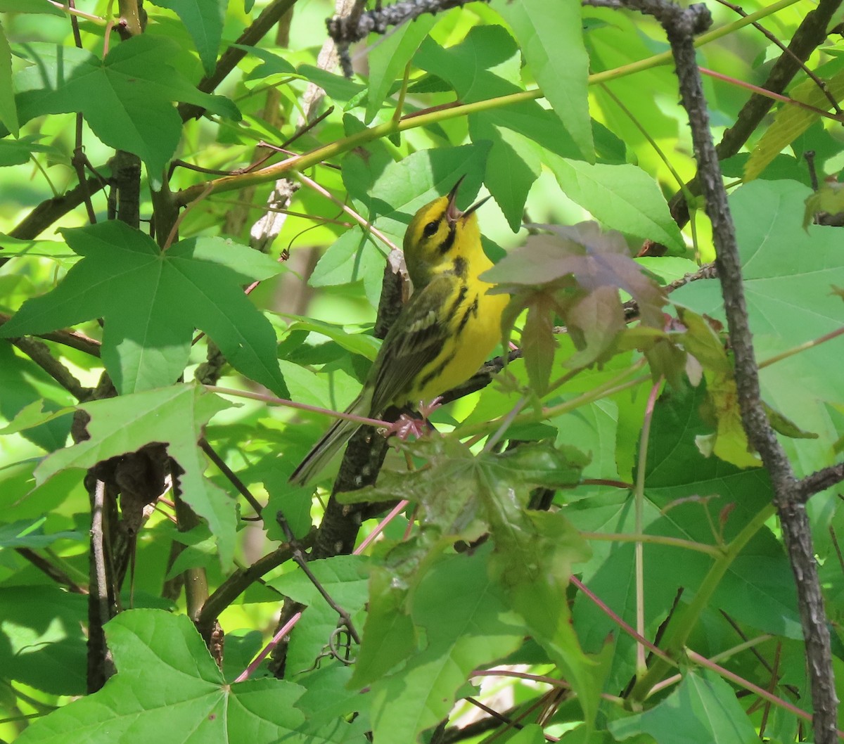 Prairie Warbler - Lori Arent