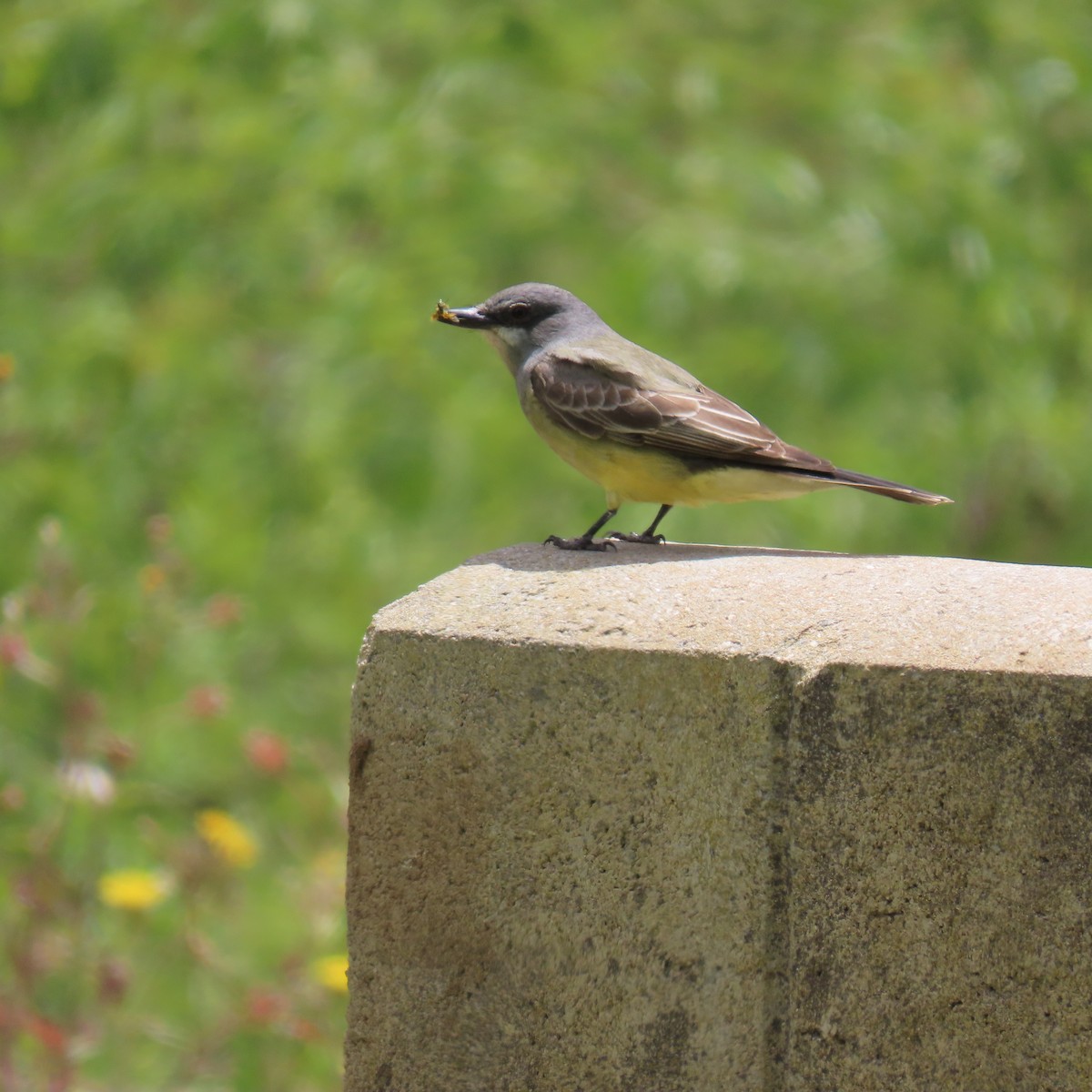 Cassin's Kingbird - Brian Nothhelfer