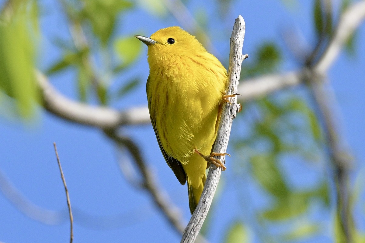 Yellow Warbler - Laurie Kleespies