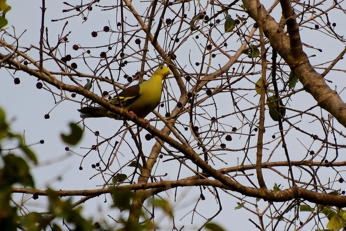 Sri Lanka Green-Pigeon - Eileen Gibney