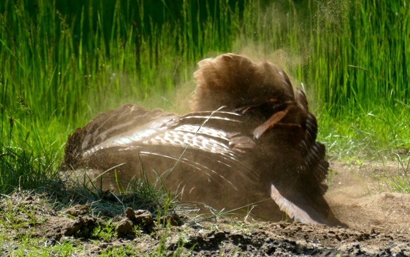 Wild Turkey - Brad Woodward