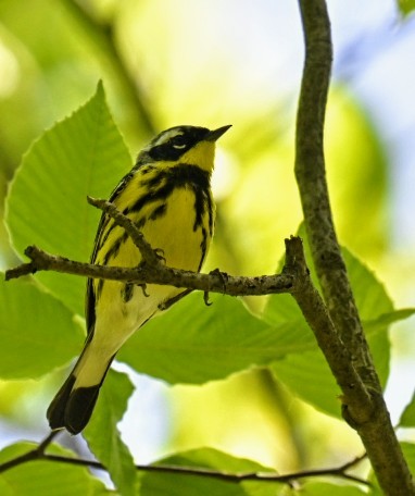 Magnolia Warbler - Eric Titcomb