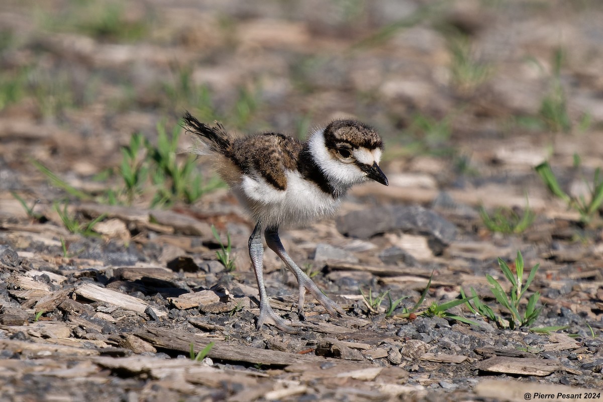 Killdeer - Pierre Pesant