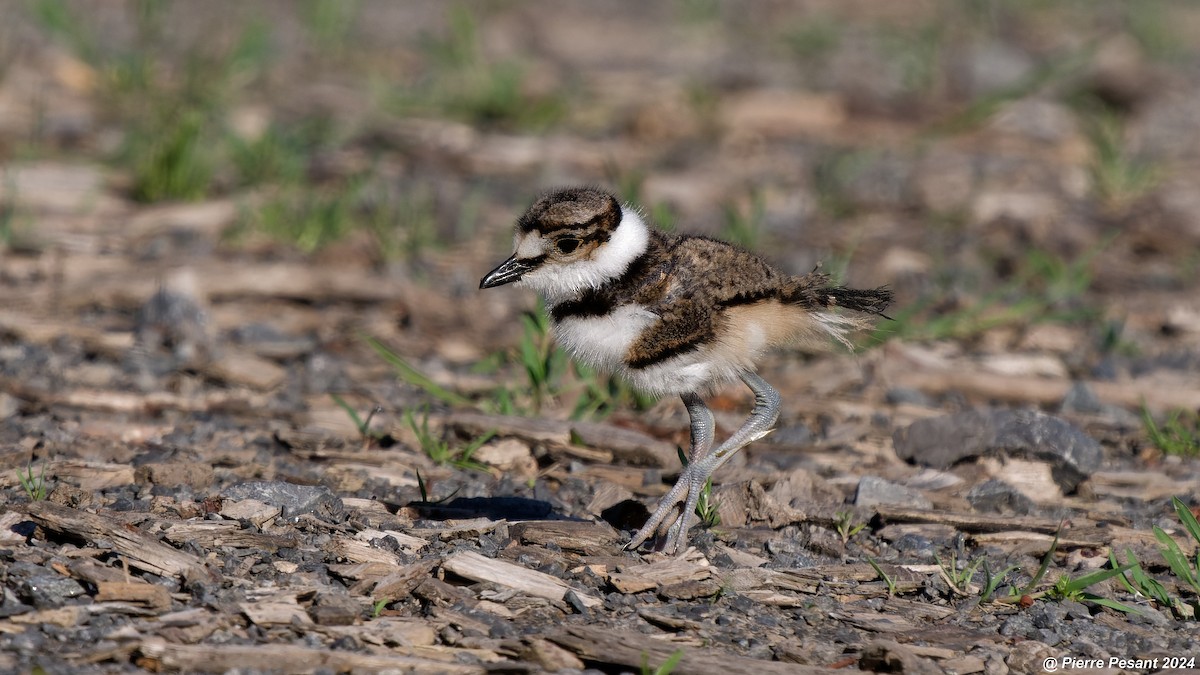 Killdeer - Pierre Pesant