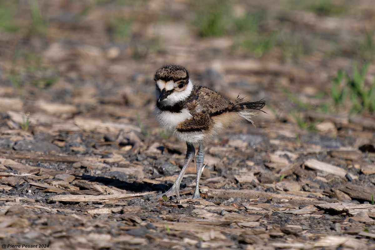 Killdeer - Pierre Pesant