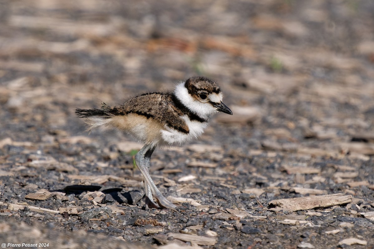 Killdeer - Pierre Pesant