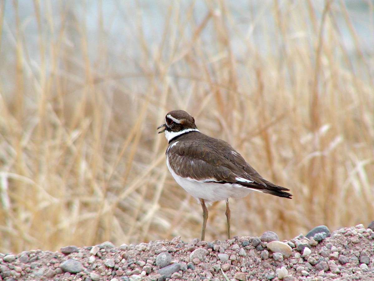 Killdeer - Doug Wassmer