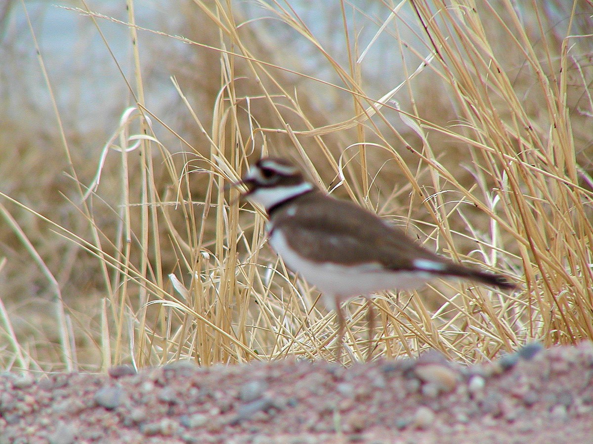 Killdeer - ML619587299