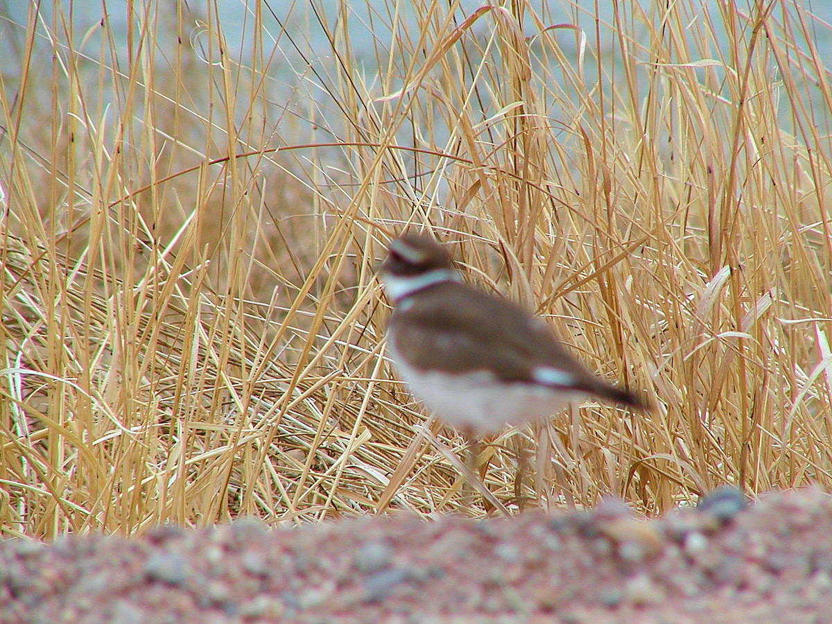 Killdeer - ML619587300