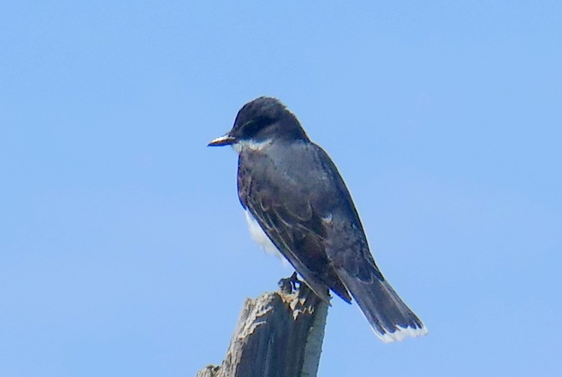 Eastern Kingbird - ML619587301