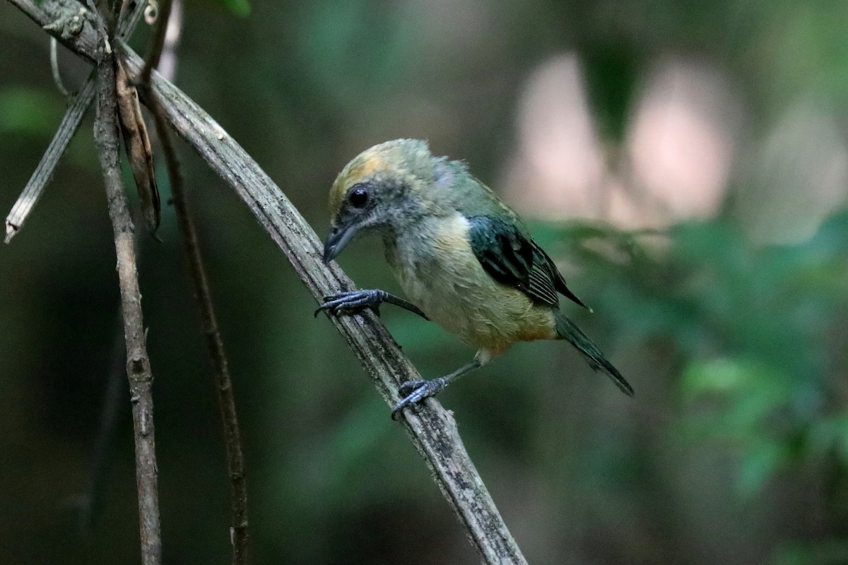 Burnished-buff Tanager - Stephen Gast