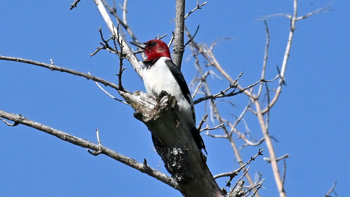 Red-headed Woodpecker - Tim Saylor