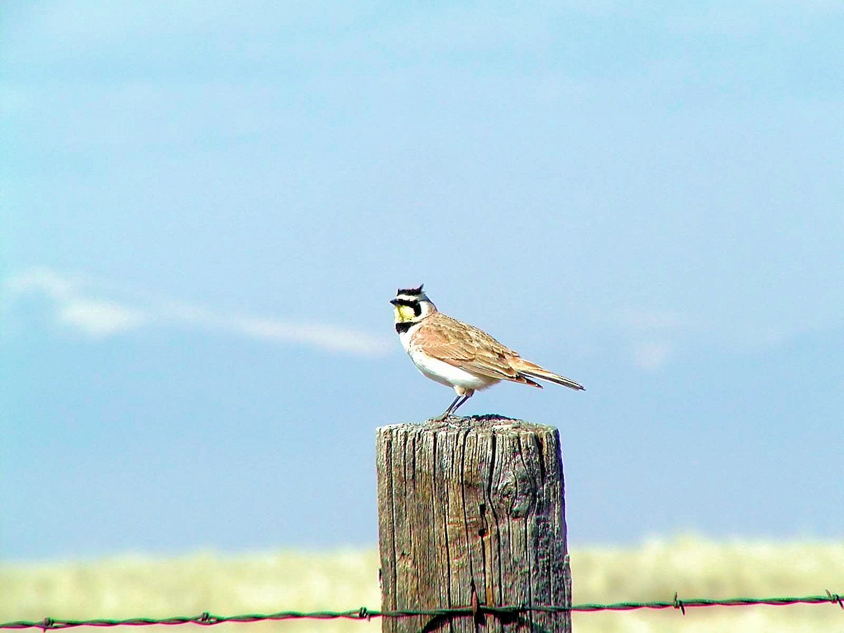 Horned Lark - Doug Wassmer