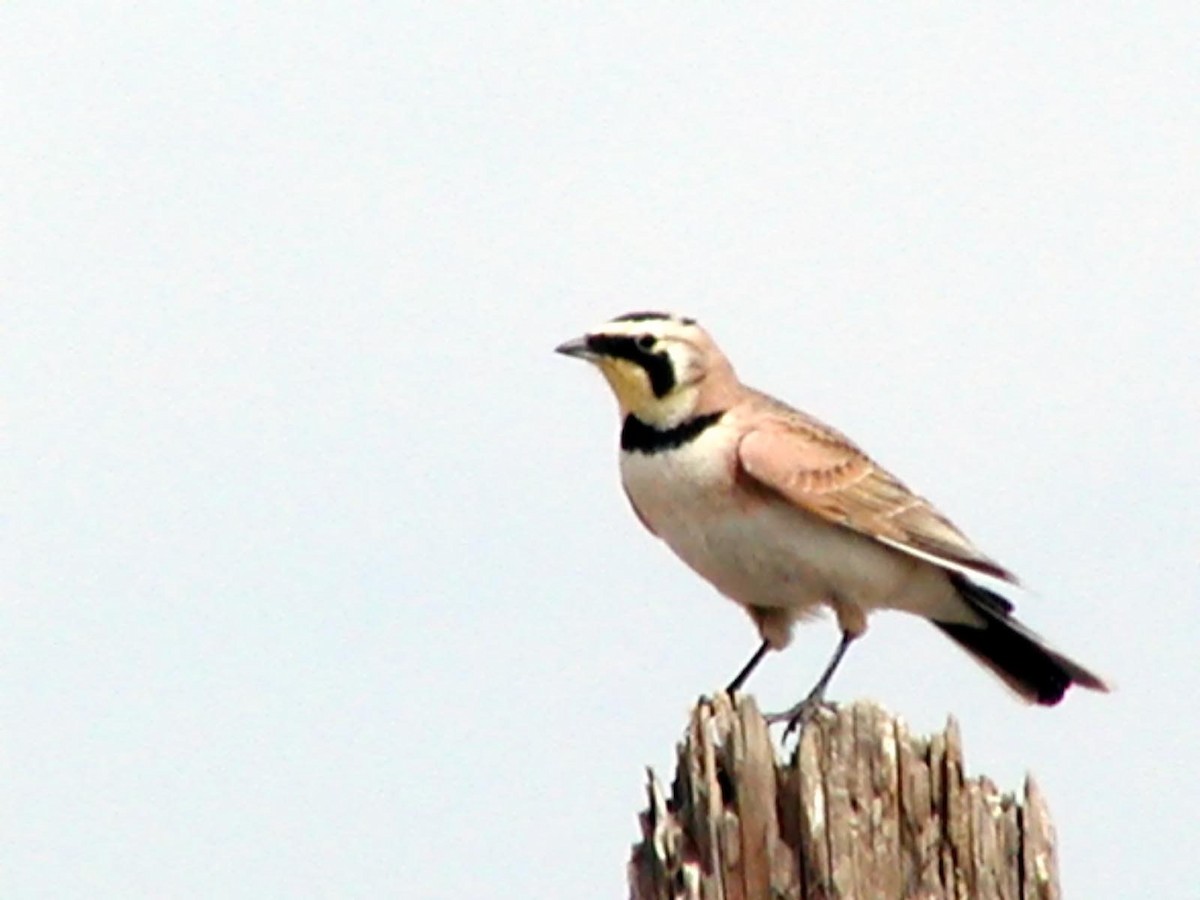 Horned Lark - Doug Wassmer