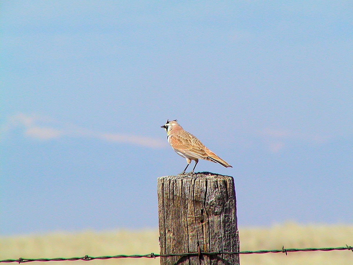 Horned Lark - Doug Wassmer