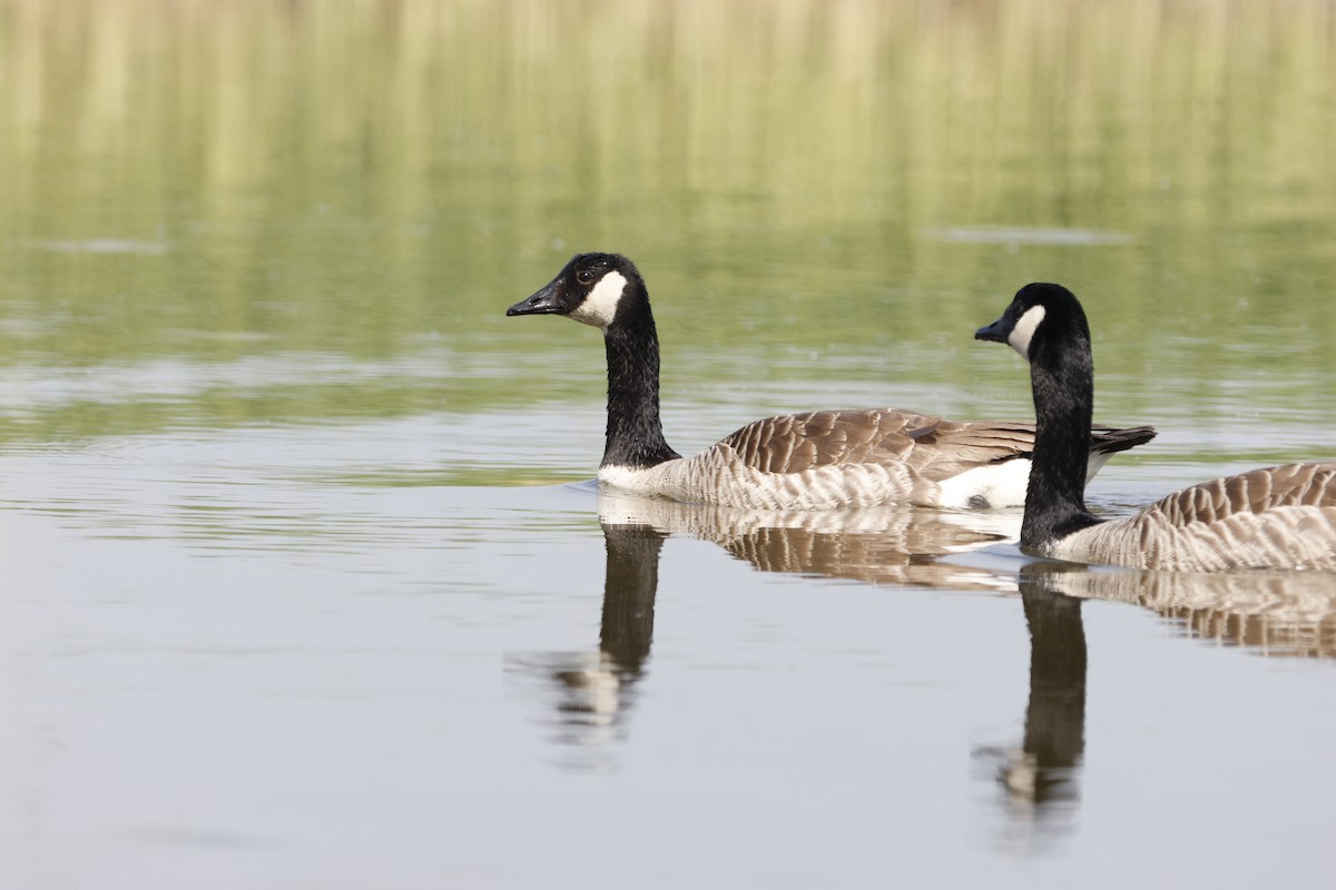 Canada Goose - Schahzad Saqib