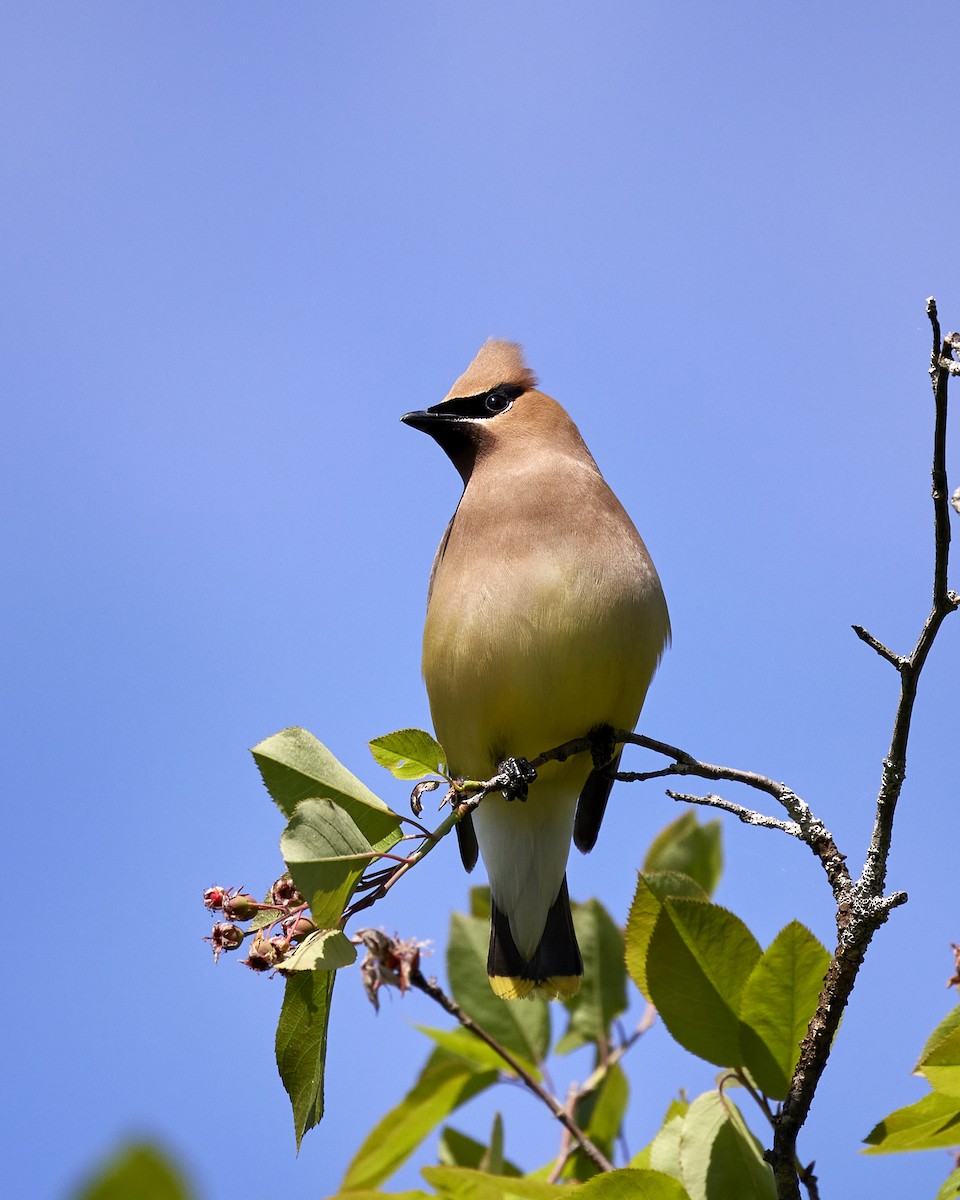 Cedar Waxwing - ML619587316