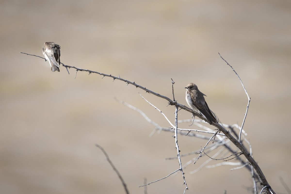 Northern Rough-winged Swallow - ML619587320