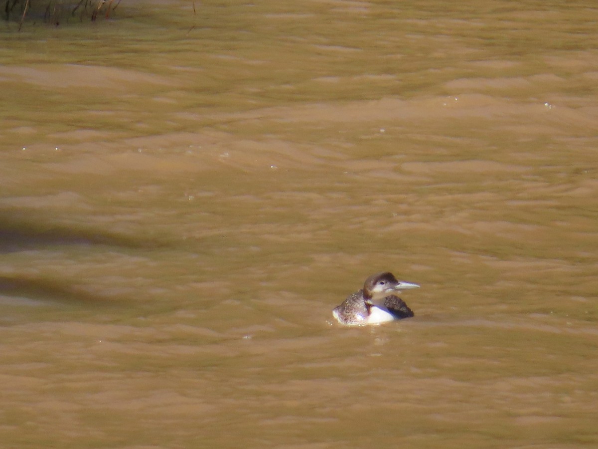 Common Loon - ML619587325