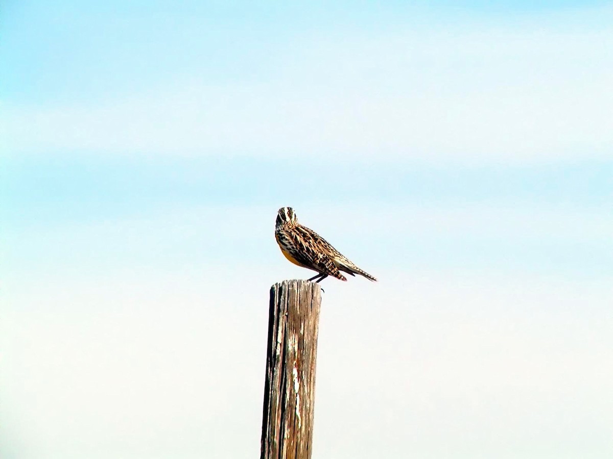 Western Meadowlark - Doug Wassmer